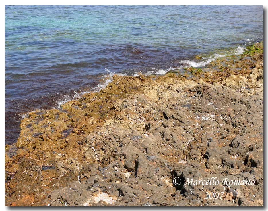 Omaggio alla pi bella cicindela di Sicilia: Calomera lugens